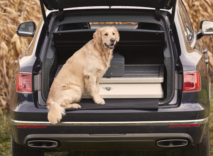 Wallpaper Bentley Bentayga Field Sports, 2018 Cars, dog, 4k, Animals 120167413